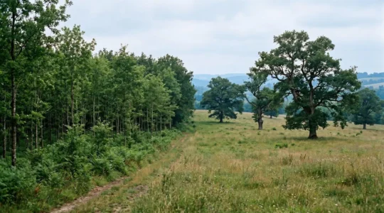 Contraste entre forêt dense et espace naturel pour représenter la neutralité carbone